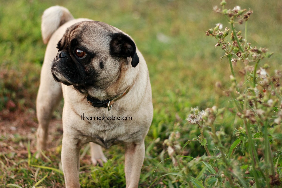 Senior Session Miss A {Senior Photography~Rockport, Texas area}